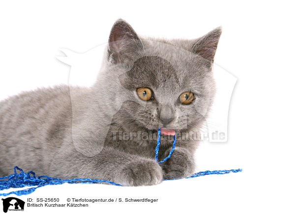 Britisch Kurzhaar Ktzchen / British Shorthair Kitten / SS-25650