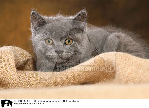 Britisch Kurzhaar Ktzchen / British Shorthair Kitten / SS-25680