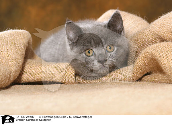 Britisch Kurzhaar Ktzchen / British Shorthair Kitten / SS-25687