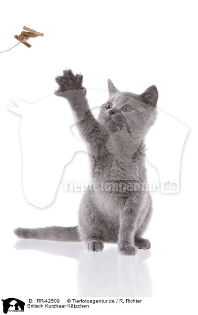 Britisch Kurzhaar Ktzchen / British Shorthair Kitten / RR-42509