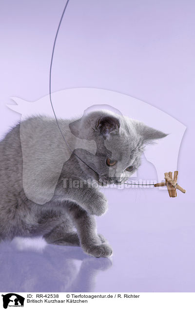 Britisch Kurzhaar Ktzchen / British Shorthair Kitten / RR-42538