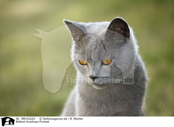 Britisch Kurzhaar Portrait / British Shorthair portrait / RR-44220