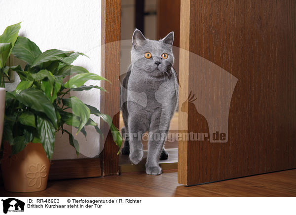 Britisch Kurzhaar steht in der Tr / British Shorthair / RR-46903