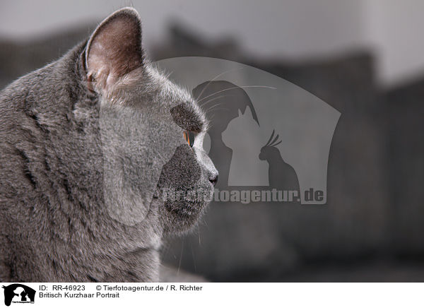 Britisch Kurzhaar Portrait / British Shorthair Portrait / RR-46923