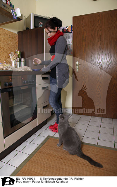 Frau macht Futter fr Britisch Kurzhaar / woman and British Shorthair / RR-46931