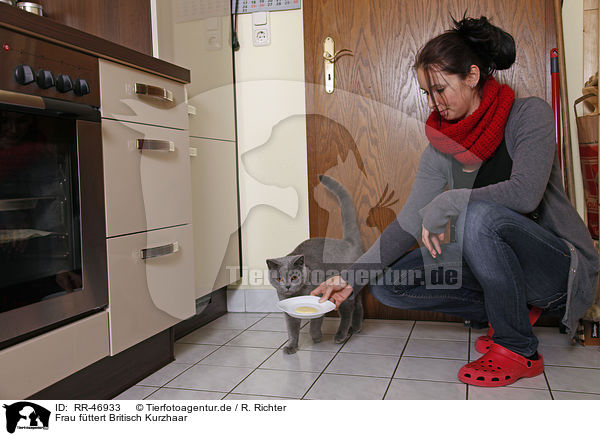 Frau fttert Britisch Kurzhaar / woman feeds British Shorthair / RR-46933