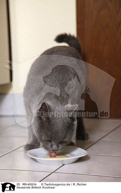 fressende Britisch Kurzhaar / eating British Shorthair / RR-46934