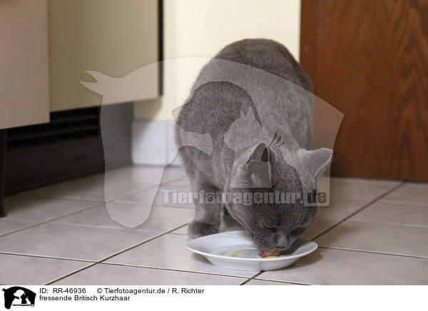 fressende Britisch Kurzhaar / eating British Shorthair / RR-46936