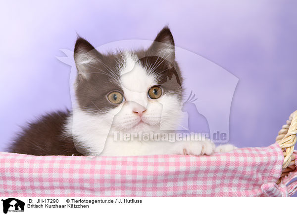 Britisch Kurzhaar Ktzchen / British Shorthair kitten / JH-17290