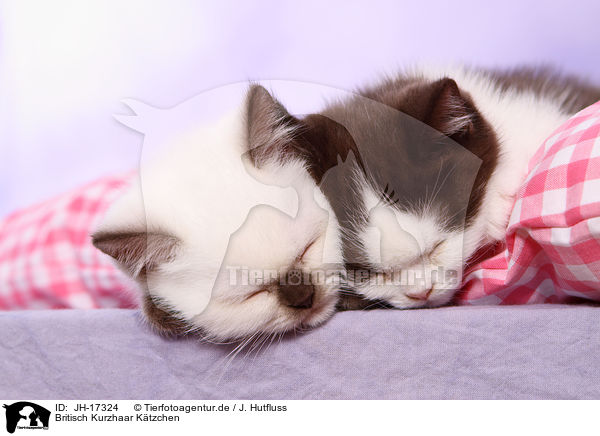 Britisch Kurzhaar Ktzchen / British Shorthait Kitten / JH-17324