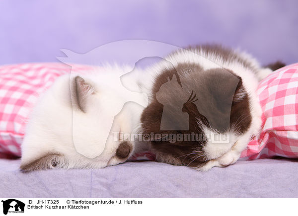 Britisch Kurzhaar Ktzchen / British Shorthait Kitten / JH-17325