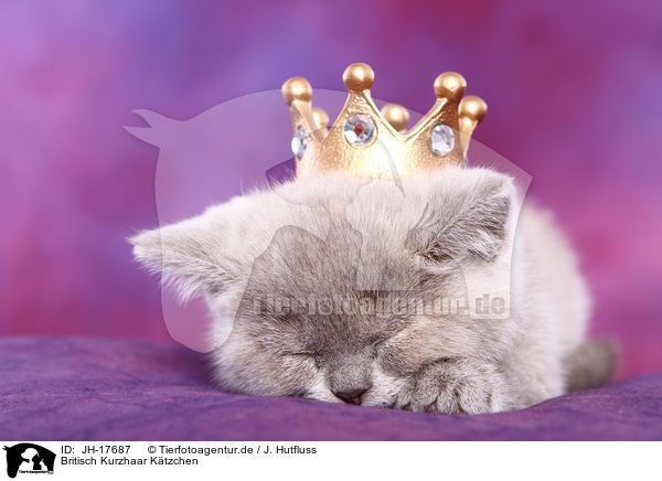 Britisch Kurzhaar Ktzchen / British Shorthair kitten / JH-17687