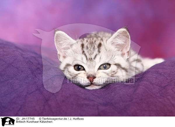 Britisch Kurzhaar Ktzchen / British Shorthair kitten / JH-17745