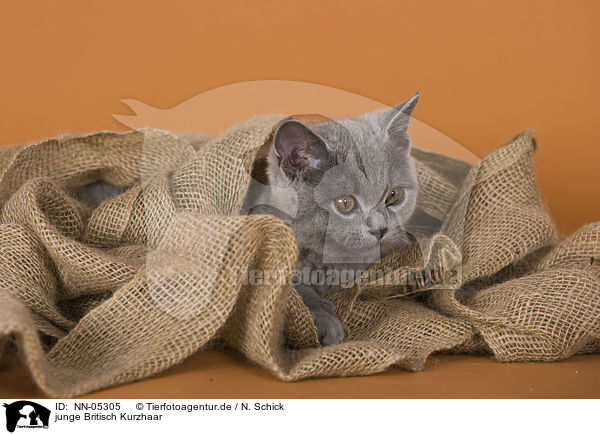 junge Britisch Kurzhaar / young British Shorthair / NN-05305