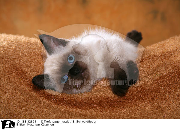 Britisch Kurzhaar Ktzchen / British Shorthair kitten / SS-32821