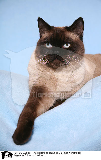 liegende Britisch Kurzhaar / lying British Shorthair / SS-32850