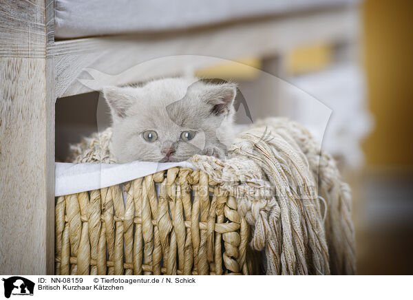 Britisch Kurzhaar Ktzchen / British Shorthair Kitten / NN-08159