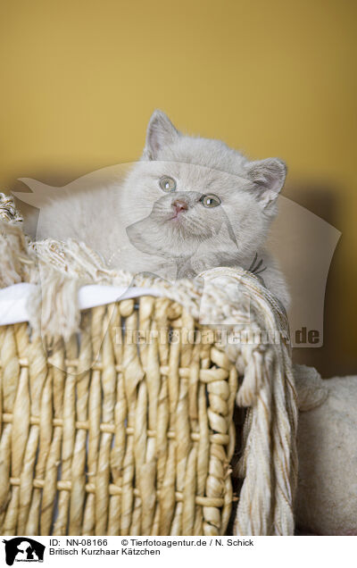 Britisch Kurzhaar Ktzchen / British Shorthair Kitten / NN-08166