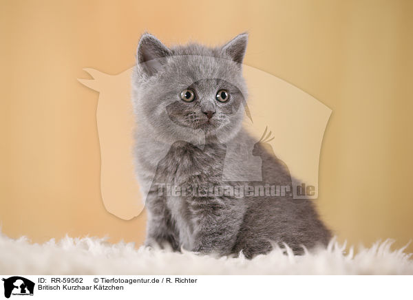 Britisch Kurzhaar Ktzchen / British Shorthair Kitten / RR-59562