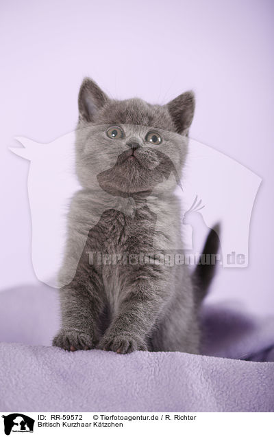 Britisch Kurzhaar Ktzchen / British Shorthair Kitten / RR-59572