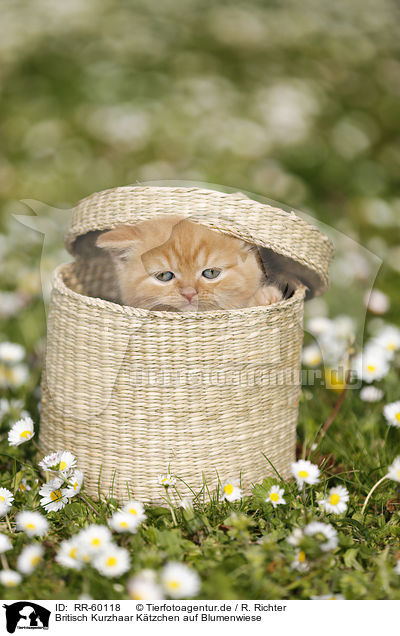 Britisch Kurzhaar Ktzchen auf Blumenwiese / British Shortair Kitten on flower meadow / RR-60118