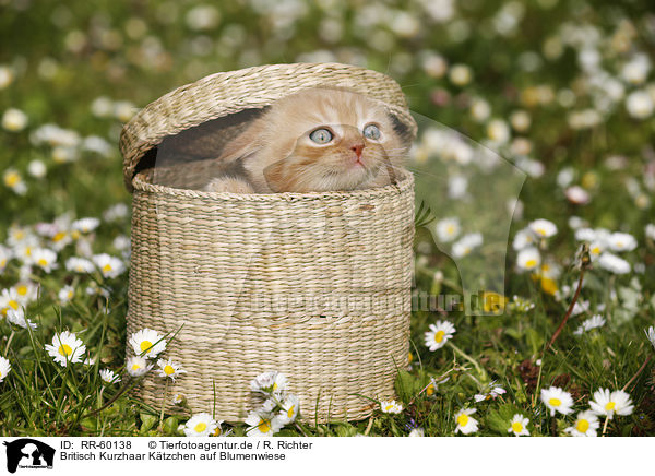Britisch Kurzhaar Ktzchen auf Blumenwiese / British Shortair Kitten on flower meadow / RR-60138