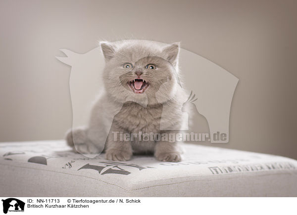 Britisch Kurzhaar Ktzchen / British Shorthair Kitten / NN-11713