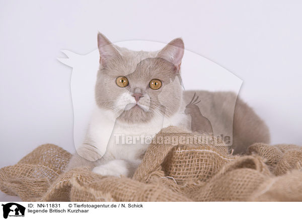 liegende Britisch Kurzhaar / lying British Shorthair / NN-11831