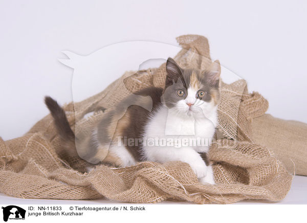 junge Britisch Kurzhaar / young British Shorthair / NN-11833