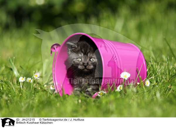 Britisch Kurzhaar Ktzchen / British Shorthair Kitten / JH-21215