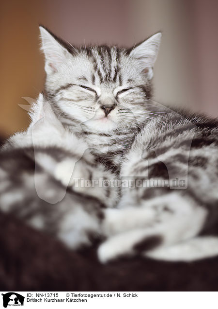 Britisch Kurzhaar Ktzchen / British Shorthair Kitten / NN-13715