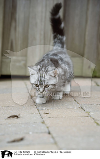 Britisch Kurzhaar Ktzchen / British Shorthair Kitten / NN-13726