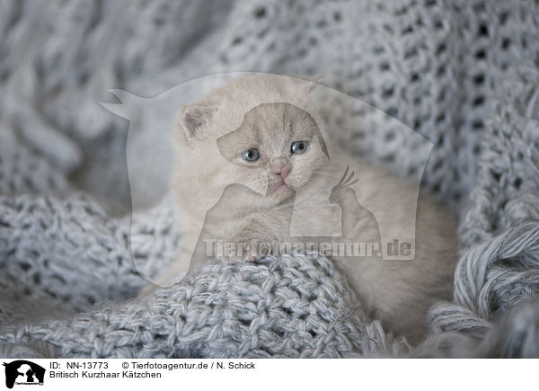 Britisch Kurzhaar Ktzchen / British Shorthair Kitten / NN-13773