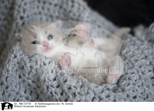 Britisch Kurzhaar Ktzchen / British Shorthair Kitten / NN-13778