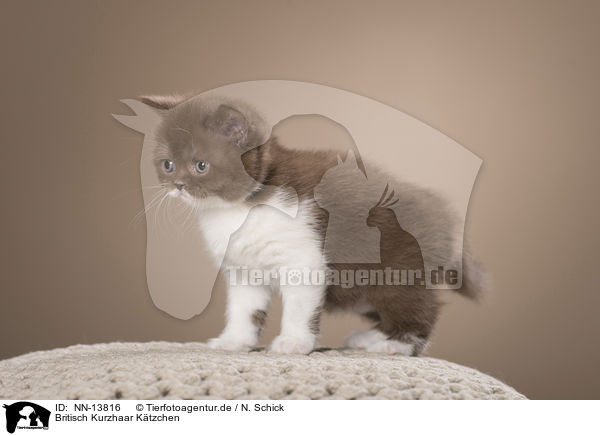 Britisch Kurzhaar Ktzchen / British Shorthair Kitten / NN-13816