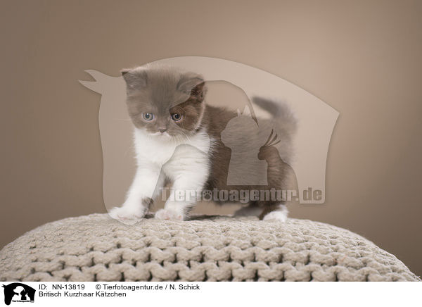 Britisch Kurzhaar Ktzchen / British Shorthair Kitten / NN-13819