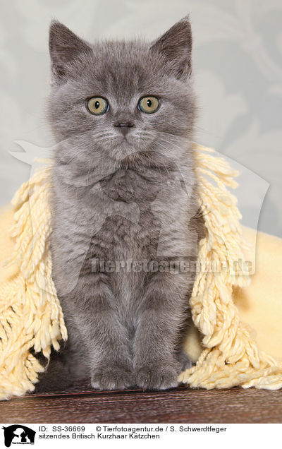 sitzendes Britisch Kurzhaar Ktzchen / sitting British Shorthair Kitten / SS-36669
