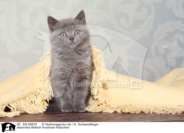 sitzendes Britisch Kurzhaar Ktzchen / sitting British Shorthair Kitten / SS-36670