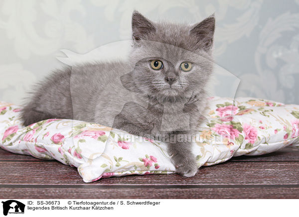 liegendes Britisch Kurzhaar Ktzchen / lying British Shorthair Kitten / SS-36673