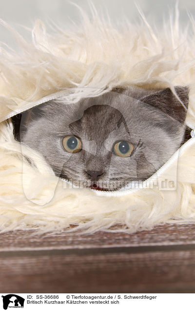 Britisch Kurzhaar Ktzchen versteckt sich / hiding British Shorthair Kitten / SS-36686