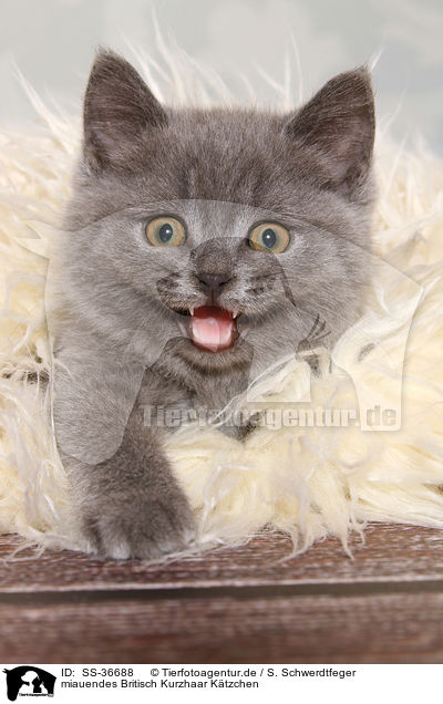 miauendes Britisch Kurzhaar Ktzchen / mewing British Shorthair Kitten / SS-36688