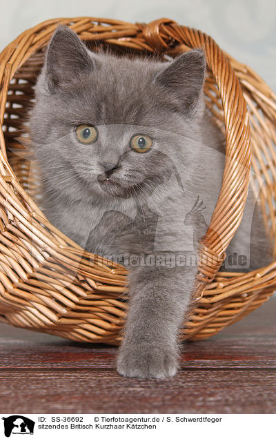 sitzendes Britisch Kurzhaar Ktzchen / sitting British Shorthair Kitten / SS-36692