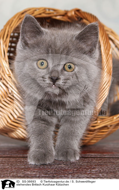 stehendes Britisch Kurzhaar Ktzchen / standing British Shorthair Kitten / SS-36693