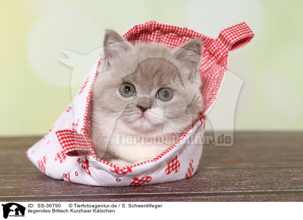 liegendes Britisch Kurzhaar Ktzchen / lying British Shorthair Kitten / SS-36790