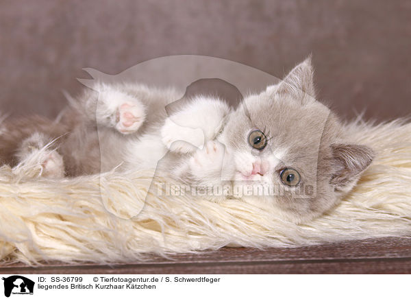 liegendes Britisch Kurzhaar Ktzchen / lying British Shorthair Kitten / SS-36799