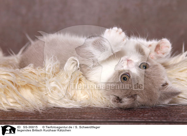 liegendes Britisch Kurzhaar Ktzchen / lying British Shorthair Kitten / SS-36815