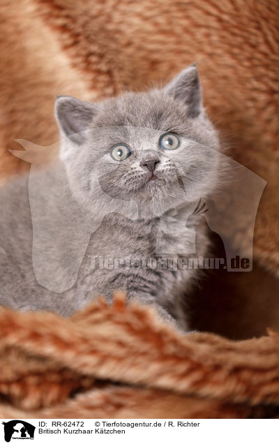 Britisch Kurzhaar Ktzchen / British Shorthair Kitten / RR-62472