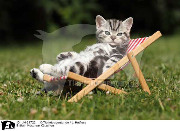 Britisch Kurzhaar Ktzchen / British Shorthair Kitten / JH-21722