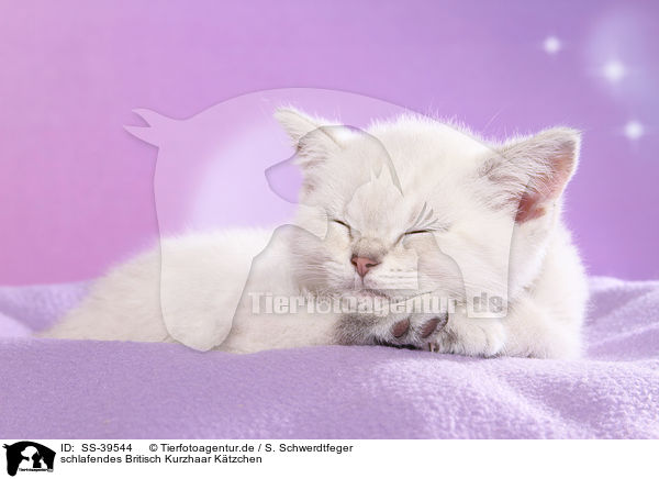 schlafendes Britisch Kurzhaar Ktzchen / sleeping British Shorthair Kitten / SS-39544