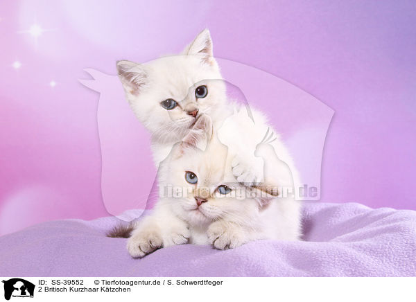 2 Britisch Kurzhaar Ktzchen / 2 British Shorthair Kitten / SS-39552